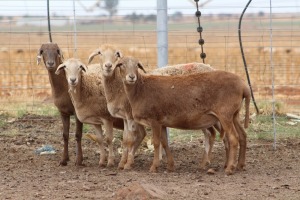 4X EWE DIDYMUS MEATMASTERS (PER PIECE TO TAKE THE LOT)