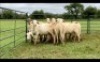 LOT 152 10X MEATMASTER OOI/EWE (PER STUK OM LOT TE NEEM/PER PIECE TO TAKE THE LOT)