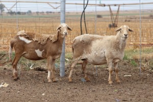 2X EWE DIDYMUS MEATMASTERS (PER PIECE TO TAKE THE LOT)