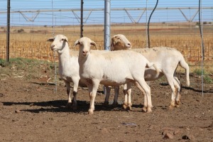 3X EWE DIDYMUS MEATMASTERS (PER PIECE TO TAKE THE LOT)