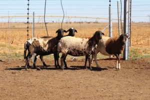 4X EWE DIDYMUS MEATMASTERS (PER PIECE TO TAKE THE LOT)