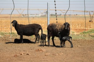 2X EWE DIDYMUS MEATMASTERS (PER PIECE TO TAKE THE LOT)