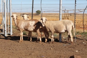 3X EWE DIDYMUS MEATMASTERS (PER PIECE TO TAKE THE LOT)