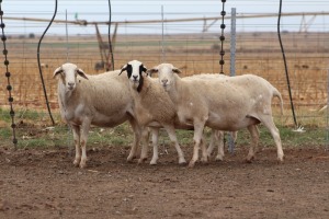 3X EWE DIDYMUS MEATMASTERS (PER PIECE TO TAKE THE LOT)