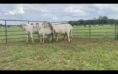 LOT 155 5X MEATMASTER OOI/EWE (PER STUK OM LOT TE NEEM/PER PIECE TO TAKE THE LOT)