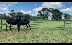 LOT 162 2X MEATMASTER OOI/EWE (PER STUK OM LOT TE NEEM/PER PIECE TO TAKE THE LOT)