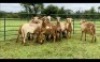 LOT 163 10X MEATMASTER OOI/EWE (PER STUK OM LOT TE NEEM/PER PIECE TO TAKE THE LOT)