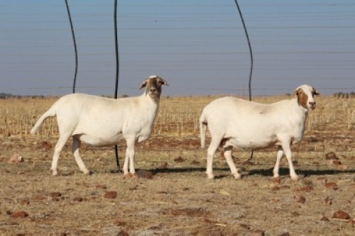 2X EWE DIDYMUS MEATMASTERS (PER PIECE TO TAKE THE LOT)