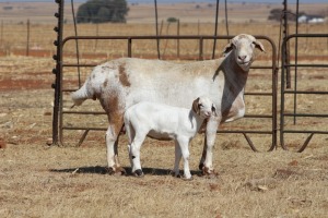 1X EWE DIDYMUS MEATMASTERS