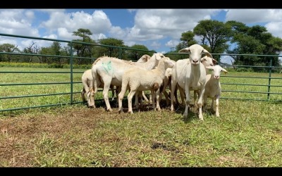 LOT 168 5+5X MEATMASTER OOI MET LAM/EWE WITH (PER STUK OM LOT TE NEEM/PER PIECE TO TAKE THE LOT)