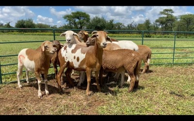 LOT 172 5+5X MEATMASTER OOI MET LAM/EWE WITH (PER STUK OM LOT TE NEEM/PER PIECE TO TAKE THE LOT)