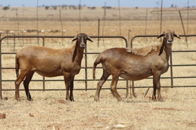 2X EWE DIDYMUS MEATMASTERS (PER PIECE TO TAKE THE LOT)