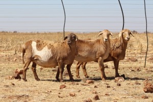 3X EWE DIDYMUS MEATMASTERS (PER PIECE TO TAKE THE LOT)