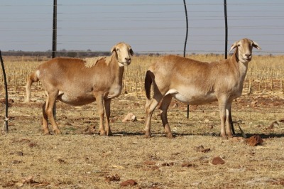 2X EWE DIDYMUS MEATMASTERS (PER PIECE TO TAKE THE LOT)