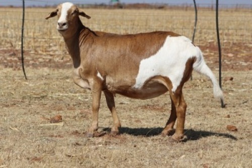 1X EWE DIDYMUS MEATMASTERS (PER PIECE TO TAKE THE LOT)