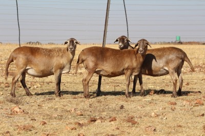 3X EWE DIDYMUS MEATMASTERS (PER PIECE TO TAKE THE LOT)