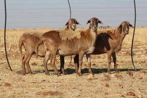 3X EWE DIDYMUS MEATMASTERS (PER PIECE TO TAKE THE LOT)