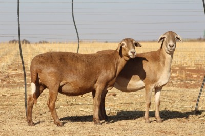 2X EWE DIDYMUS MEATMASTERS (PER PIECE TO TAKE THE LOT)