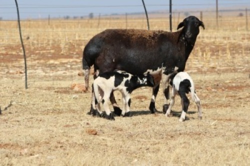 1X EWE DIDYMUS MEATMASTERS (PER PIECE TO TAKE THE LOT)