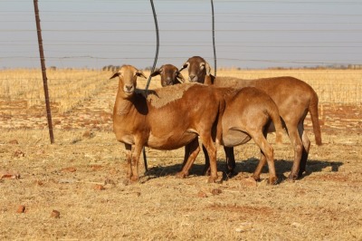 3X EWE DIDYMUS MEATMASTERS (PER PIECE TO TAKE THE LOT)