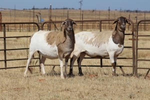 2X EWE DIDYMUS MEATMASTERS (PER PIECE TO TAKE THE LOT)