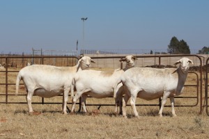 3X EWE DIDYMUS MEATMASTERS (PER PIECE TO TAKE THE LOT)