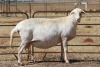 3X EWE DIDYMUS MEATMASTERS (PER PIECE TO TAKE THE LOT) - 2