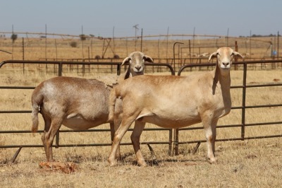 2X EWE DIDYMUS MEATMASTERS (PER PIECE TO TAKE THE LOT)