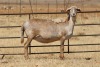 2X EWE DIDYMUS MEATMASTERS (PER PIECE TO TAKE THE LOT) - 3