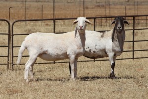 2X EWE DIDYMUS MEATMASTERS (PER PIECE TO TAKE THE LOT)