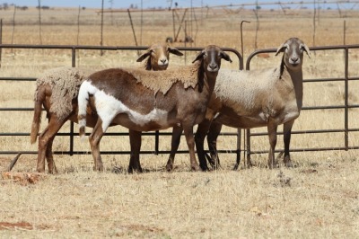 2X EWE DIDYMUS MEATMASTERS (PER PIECE TO TAKE THE LOT)