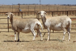 2X EWE DIDYMUS MEATMASTERS (PER PIECE TO TAKE THE LOT)