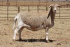 2X EWE DIDYMUS MEATMASTERS (PER PIECE TO TAKE THE LOT) - 2