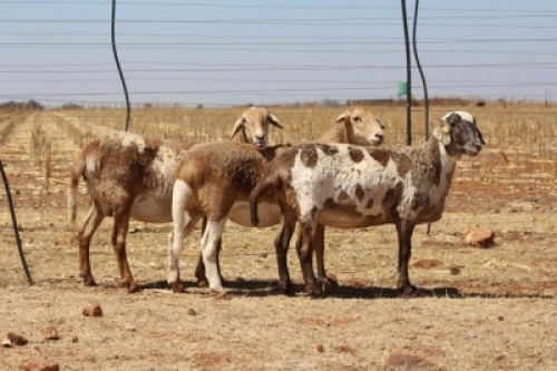 3X EWE DIDYMUS MEATMASTERS (PER PIECE TO TAKE THE LOT)