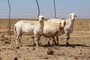 3X EWE DIDYMUS MEATMASTERS (PER PIECE TO TAKE THE LOT)