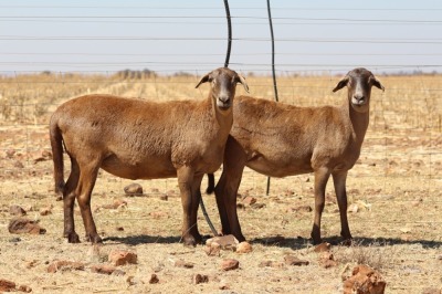 2X EWE DIDYMUS MEATMASTERS (PER PIECE TO TAKE THE LOT)