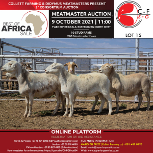 5X COMMERCIAL EWES COLLETT FARMING CC (PER PIECE TO TAKE THE LOT)