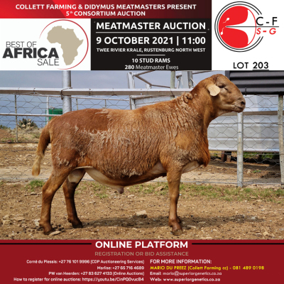 LOT 203 1X RAM COLLETT FARMING CC