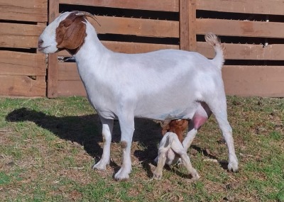 1+1x OOI/EWE WITH LAMB Mariaan du Toit STOET/STUD