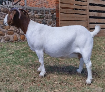 1x OOI/EWE Mariaan du Toit STOET/STUD