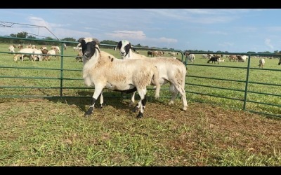 LOT 184 2X MEATMASTER RAM (PER STUK OM LOT TE NEEM/PER PIECE TO TAKE THE LOT)