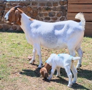 1+1x OOI/EWE WITH LAMB Mariaan du Toit KUDDE/FLOCK