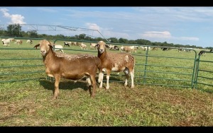 LOT 185 2X MEATMASTER RAM (PER STUK OM LOT TE NEEM/PER PIECE TO TAKE THE LOT)