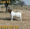 1x BOERBOK RAM BERTIE AUCAMP BOERBOKSTOET STOET/STUD