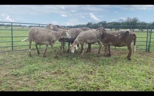 LOT 181 5X MEATMASTER OOI/EWE (PER STUK OM LOT TE NEEM/PER PIECE TO TAKE THE LOT)