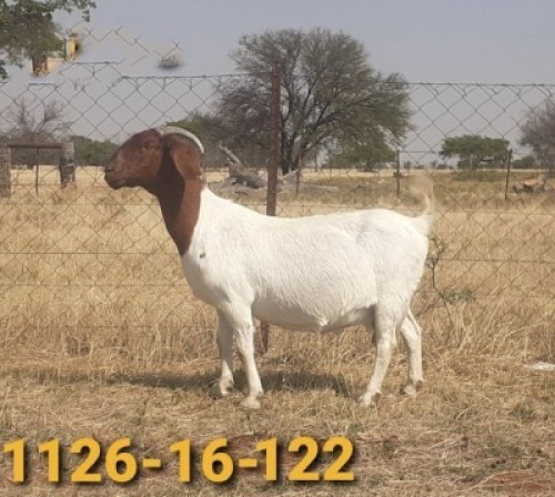 1x BOERBOK OOI/EWE BERTIE AUCAMP BOERBOKSTOET STOET/STUD