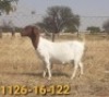 1x BOERBOK OOI/EWE BERTIE AUCAMP BOERBOKSTOET STOET/STUD