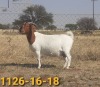 1x BOERBOK OOI/EWE BERTIE AUCAMP BOERBOKSTOET STOET/STUD