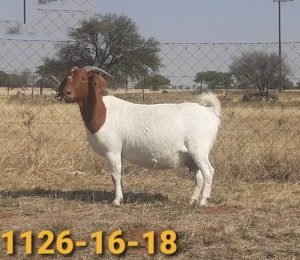 1x BOERBOK OOI/EWE BERTIE AUCAMP BOERBOKSTOET STOET/STUD