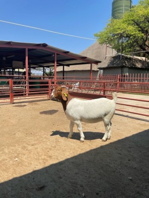 1x BOERBOK OOI/EWE JM FOURIE KUDDE/FLOCK